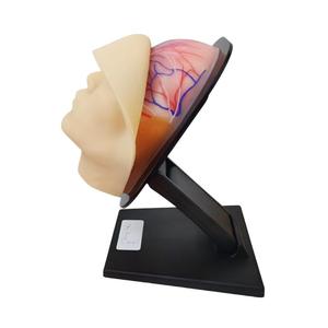 Modèle vasculaire et nerveux facial en silicone - Outil pédagogique d'anatomie de la tête humaine pour la formation médicale - Product Image 4