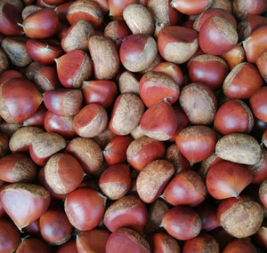 <span class=keywords><strong>Castagne</strong></span> Dolci Crude Premium all'Ingrosso, <span class=keywords><strong>Castagne</strong></span> Cinesi Dandong Tai'an Marrone per Snack, Dessert e Zuppe - Product Image 3