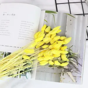 AYOYO - Flores Secas Decorativas al por Mayor para el Hogar, Bodas y Fiestas, 50 Piezas por Ramo, Hierba <span class=keywords><strong>de</strong></span> Joyas, Phalaris - Product Image 5