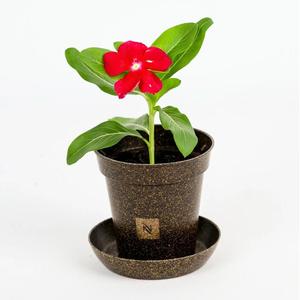 Pots <span class=keywords><strong>de</strong></span> cultivateur durables <span class=keywords><strong>de</strong></span> haute qualité <span class=keywords><strong>de</strong></span> 8cm faits <span class=keywords><strong>de</strong></span> <span class=keywords><strong>marc</strong></span> <span class=keywords><strong>de</strong></span> <span class=keywords><strong>café</strong></span> Jardinière écologique Pots <span class=keywords><strong>de</strong></span> plantation biodégradables Pots <span class=keywords><strong>de</strong></span> cultivateur - Product Image 3