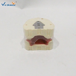 Modèle dentaire standard à 28 dents, modèle <span class=keywords><strong>d</strong></span>'enseignement complet de la <span class=keywords><strong>dentition</strong></span> permanente pour les écoles dentaires CE/ISO/ROHS/CNAS - Product Image 4