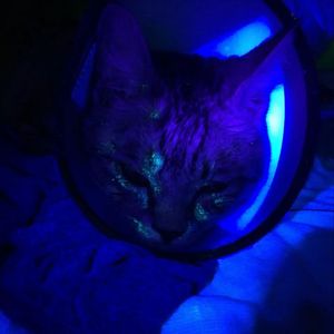 Dermatoscope Loupe médicale pour la peau Lampe <span class=keywords><strong>Norin</strong></span> Woods pour la détection du vitiligo - Product Image 6