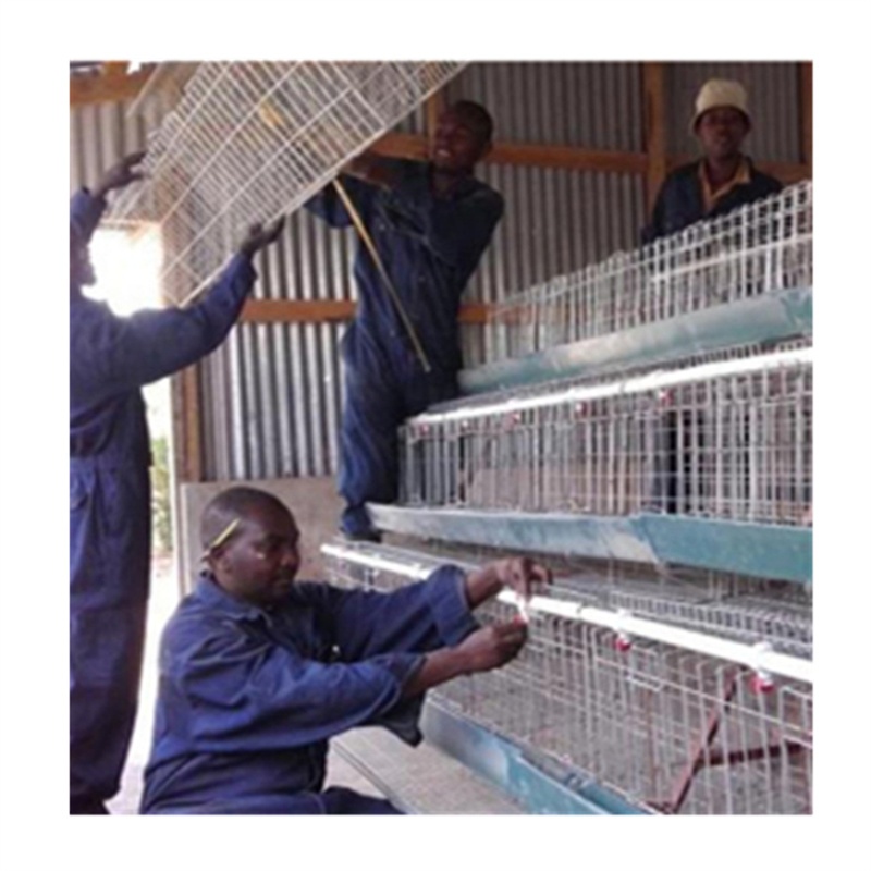 automatic layer cages egg chicken poultry farm
