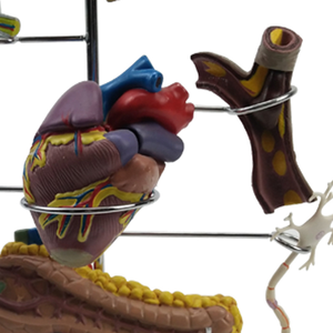 Model Diabetes vaskular berukuran hidup dengan simulasi neuropatik - Product Image 3