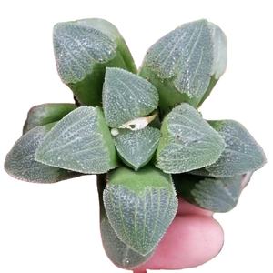 Commercio all'ingrosso di <span class=keywords><strong>piante</strong></span> succulente da interno <span class=keywords><strong>piante</strong></span> ornamentali <span class=keywords><strong>Haworthia</strong></span> - Product Image 1