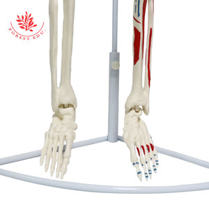 Modèle de squelette humain 85 cm, demi-corps coloré avec origines et terminaisons musculaires, suspendu à un support en acier, pour démonstration pédagogique - Product Image 6