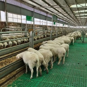 Plancher <span class=keywords><strong>à</strong></span> lattes en plastique robuste pour chèvres et moutons, planche anti-fuite, <span class=keywords><strong>filet</strong></span> de drainage de fumier pour enclos <span class=keywords><strong>à</strong></span> porcs, équipement d'élevage agricole - Product Image 1