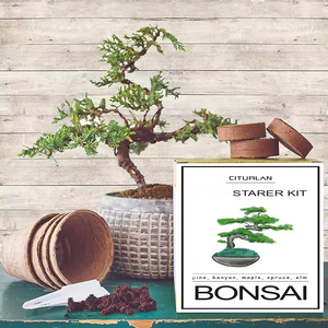 Kit pemula penanaman taman, pot bunga bonsai tumbuh peralatan bonsai luar ruangan - Product Image 3
