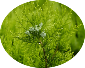 식물 모발 성장 활성 성분 Platycladus Orientalis 잎 추출물 분말 10:1 Platycladus Orientalis 잎 추출물 - Product Image 4