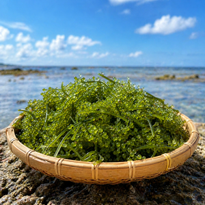 Raisins de mer verts frais, algues comestibles, 100% naturels, stockage à froid, fruits de mer sains, Propinsi Sulawesi Selatan Indonésie - Product Image 5