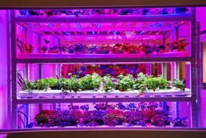 Strawberry <strong>Greenhouse</strong> Rolling Glide Rack Nft Vertical Hydroponics System - Product Image 3