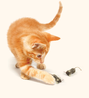 Nouveau jouet réaliste de chat de souris en peluche de conception avec l'herbe à chat-jeu interactif résistant à la mastication