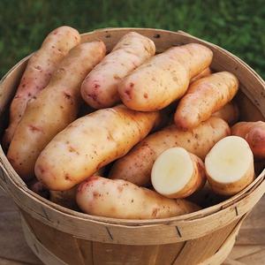 มันฝรั่งบดแบบสดใหม่สำหรับผลิตภัณฑ์อาหารเพื่อการเกษตรระดับพรีเมี่ยม - Product Image 4