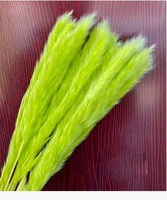 Dekorasi Boho Pampas Kering Terawetkan, Rumput Miscanthus, Ukuran Dapat Disesuaikan, Tahan Lama 3-5 Tahun, Elegan untuk Salon dan Toko