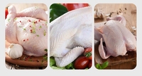 Machine tout-en-un pour l'épluchage des poulets, équipement d'abattage, machine à bouillir automatique pour poulets avec table de travail et coupeur