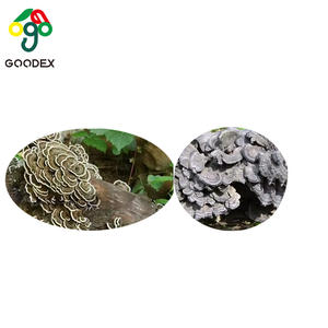 नई हॉट सेलिंग केरिटिन टर्की पूंछ कोरियोलस वर्सिकोलर यून झी मशरूम फंगली प्राकृतिक हर्बल थैंक्सगिविंग डे क्रिसमस - Product Image 3