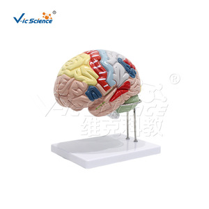 Modèle anatomique VIC-N027D : 2x modèles de localisation fonctionnelle du cortex cérébral ; Modèle anatomique du cerveau humain - Product Image 5