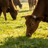 Additif d'engraissement premium pour ruminants : Métabolites fermentés et probiotiques pour prévenir la diarrhée et stimuler la prise de poids