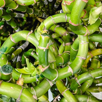 Bambú de la Suerte Premium Dracaena Sanderiana, 100 Piezas, Planta Verde Fresca, Auténtica Decoración Botánica Feng Shui, Semillas Botani de Indonesia
