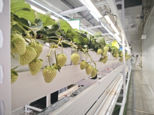 Solución Llave en Mano: Sistema Inteligente de Cultivo Vertical Hidropónico Multicapa para Cultivo Comercial de Fresas en Interiores - Product Image 1