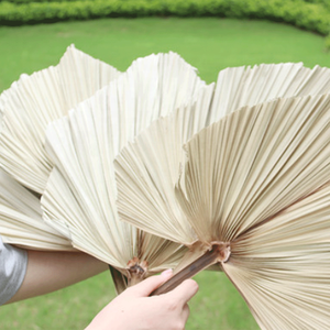 Hot Bán Hoa Lá Cọ/<span class=keywords><strong>Pukui</strong></span> Fan Leaf Loạt Tự Nhiên Khô Hoa Cho Đám Cưới Trang Trí - Product Image 3