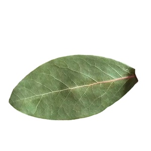 Haute qualité bon prix du marché épices fraîches herbe en gros naturel sain exportation <span class=keywords><strong>feuilles</strong></span> <span class=keywords><strong>de</strong></span> <span class=keywords><strong>laurier</strong></span> séchées - Product Image 1