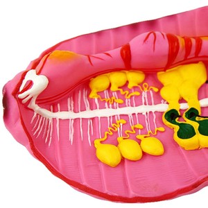 Earthworm dissection model, earthworm teaching demonstration instrument, teaching aids, and magnified model of the internal - Product Image 4