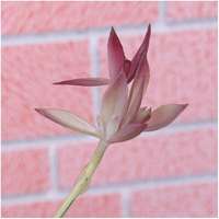 Plante Artificielle Bonsaï Personnalisée en PVC Écologique Haute Simulation Mini Jardinage en Pot Vente en Gros Décoration Maison Décoration de Noël