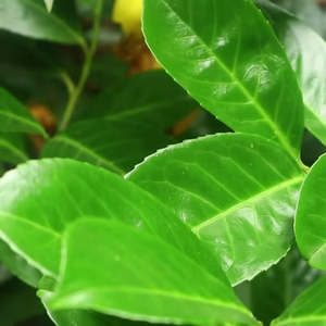 จากฟาร์มไทยไปยังห้องครัวของคุณใบมะนาวแห้ง100% ธรรมชาติ - Product Image 1