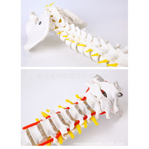 Modèle squelettique médical 1:1 pour l'exercice de la rééducation osseuse, modèle de structure squelettique de la colonne cervicale et lombaire - Product Image 1