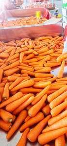 Carote Fresche Biologiche all'Ingrosso (Varietà 316 Rossa 20cm) da Fornitore Cinese, Prezzo Competitivo per Uso Alimentare - Product Image 4