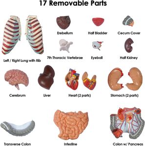 Modelo de Anatomía del <span class=keywords><strong>Cuerpo</strong></span> <span class=keywords><strong>Humano</strong></span>, <span class=keywords><strong>Muñeco</strong></span> con 17 Partes Extraíbles, Modelo de Torso Anatómico de Tamaño Real sin Género - Product Image 3