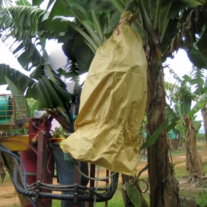 <span class=keywords><strong>Sac</strong></span> en papier pour bananes pour la protection des fruits en culture, exporté vers l'Amérique centrale - Product Image 3