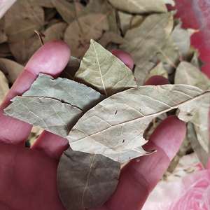 Hoja <span class=keywords><strong>de</strong></span> <span class=keywords><strong>Canela</strong></span> Seca Verde Natural Rou Gui Ye para Especias <span class=keywords><strong>de</strong></span> Barbacoa - Product Image 5