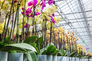 Bâtons <span class=keywords><strong>de</strong></span> support <span class=keywords><strong>de</strong></span> plantes au design économique personnalisé NIF support en <span class=keywords><strong>bambou</strong></span> <span class=keywords><strong>pour</strong></span> déco d'orchidée - Product Image 3