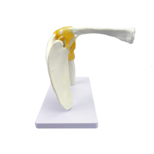 Modelo de articulación houlder de <span class=keywords><strong>esqueleto</strong></span> <span class=keywords><strong>humano</strong></span>, modelo de enseñanza de ligamento - Product Image 5