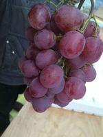 Raisins Violets IQF Surgelés Premium en Forme de Boule, Carton de 10kg pour la Pâtisserie et la Vinification