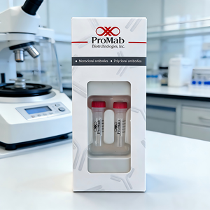 Monoclonal de Conejo a Cathepsin L/V/K/H - Product Image 4