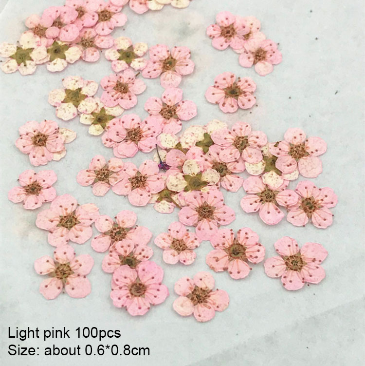 1/Petites jonquilles rose pâle