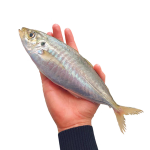 Đông Lạnh Scad Ngựa Cá Thu Thomson Cá Đông Lạnh Đông Lạnh Ngựa Cá Thu Để Bán - Product Image 3