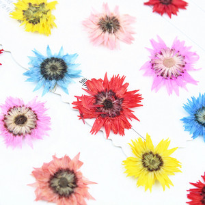 Anaphalis <span class=keywords><strong>Sinica</strong></span> prensada seca Natural de 0,8-1cm para decoración de fundas de teléfono, suministros de Arte de uñas, joyería de resina y decoraciones para álbumes de recortes - Product Image 2