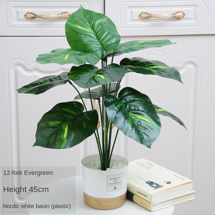 4-12 fourche dieffenbachia