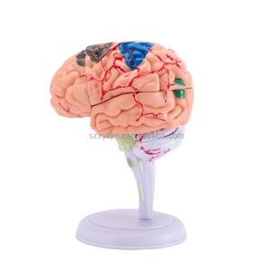Modelo de Anatomía Humana en PVC 4D, Estructura del Cerebro, Ciencia Médica, Hospital - Product Image 2