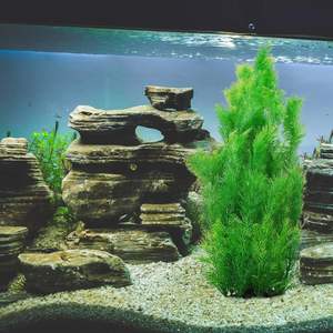 <span class=keywords><strong>Extra</strong></span> Grote 21.7 Inch Groene Driehoek Milieuvriendelijke Kunstmatige Zeewier <span class=keywords><strong>Aquarium</strong></span> Planten Voor <span class=keywords><strong>Aquarium</strong></span> <span class=keywords><strong>Aquarium</strong></span> Inrichting - Product Image 6