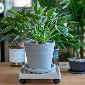 Plant Caddy Stand Round Pallet Pot Saucer <b>with</b> <b>Lock</b> <b>Wheels</b> - Product Image 3
