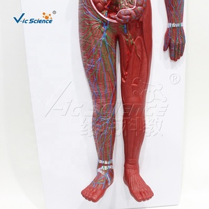 Modelo Anatómico del Sistema Linfático de Cuerpo Completo en PVC con 63 Estructuras Numeradas para Recursos de Enseñanza Médica, con Certificaciones CE, ISO, ROHS y CNAS - Product Image 5