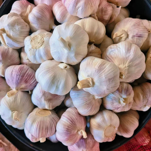 <span class=keywords><strong>Ajo</strong></span> Crudo de Piel Morada Característico de Henan, Cultivado con Cuidado, Picante y Especiado, Gran Éxito de Ventas en Todo el Mundo - Product Image 3