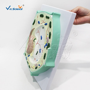 Modèle de cellule végétale VIC-B014 : Structure anatomique grossie des cellules et des tissus pour l'enseignement biologique - Product Image 3