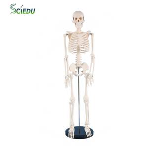 Modèle de squelette humain 85 cm, modèle d'enseignement de la biologie osseuse, modèle d'anatomie de squelette pour l'enseignement médical, ligaments et muscles - Product Image 1