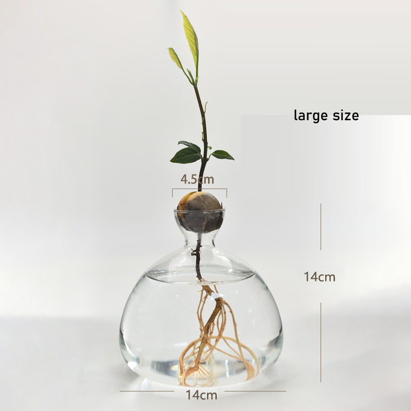 Large avocado vase (without seeds)